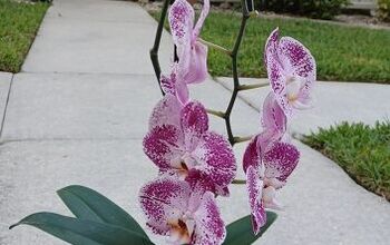 Trasplante fácil de orquídeas