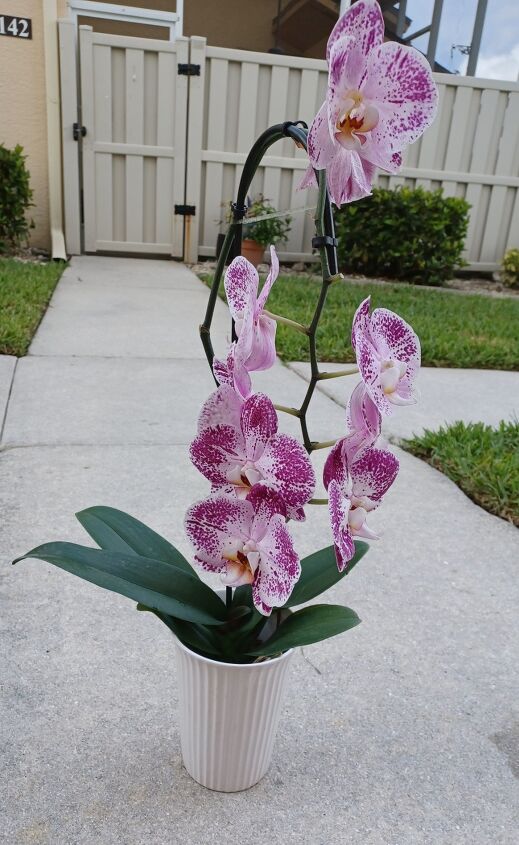 easy orchid repotting