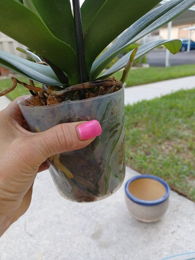 easy orchid repotting