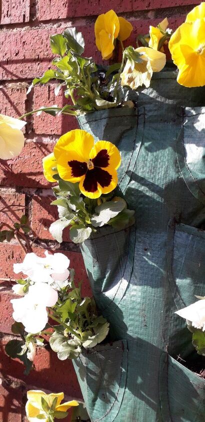 jardinera de pared fcil de hacer hermosos pensamientos durante todo el mes de mayo