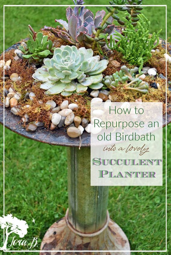 how to plant succulents in an old birdbath