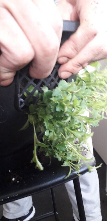 planting hanging baskets for our queens platinum jubilee