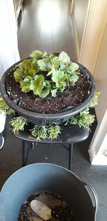 planting hanging baskets for our queens platinum jubilee