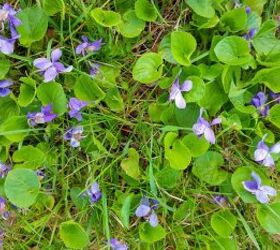 how to get rid of wild violets when they take over your lawn, patch of wild violets