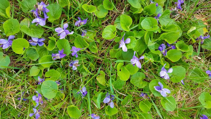 como se livrar das violetas selvagens quando elas tomam conta do seu gramado, patch de violetas selvagens