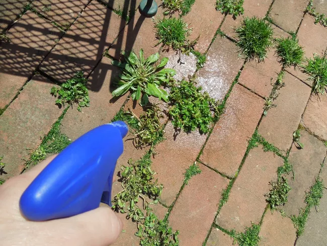 cmo eliminar el garranchuelo y evitar que vuelva a aparecer, botella de spray azul rociando el pasto de cangrejo que crece entre los ladrillos