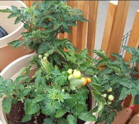 Cómo polinizar tomates que necesitan un extra de energía