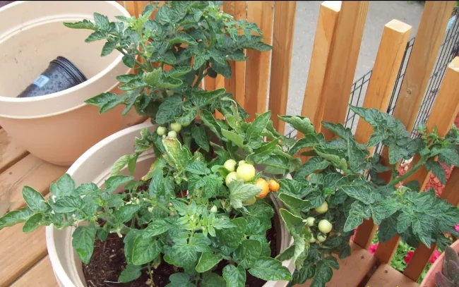 how to pollinate tomatoes, matured tomato plant in container on deck