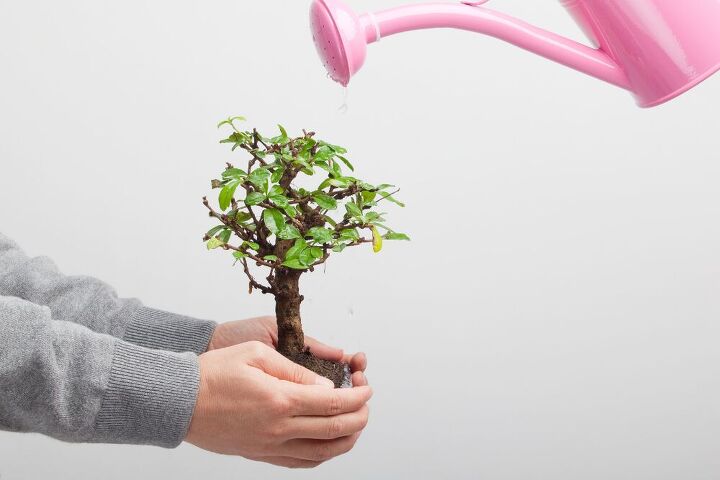 como fazer um bonsai