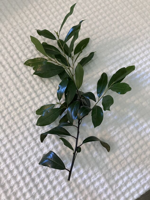 help me with the name of this tree please