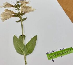 How to Press Flowers in Books
