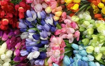 Guirnalda de tulipanes arco iris