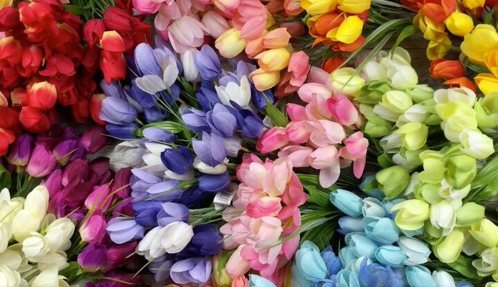 guirnalda de tulipanes arco iris
