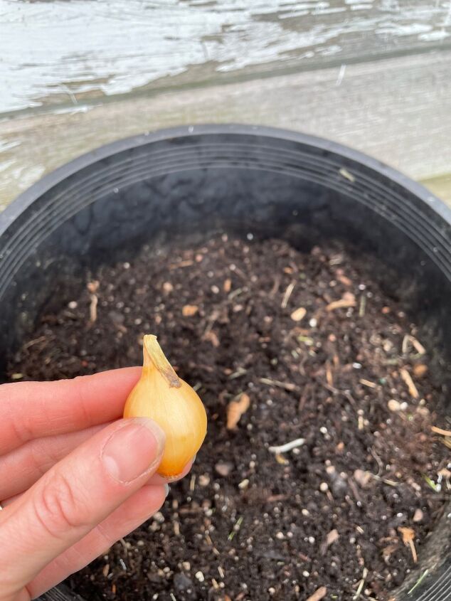 cultivo de cebollas en macetas