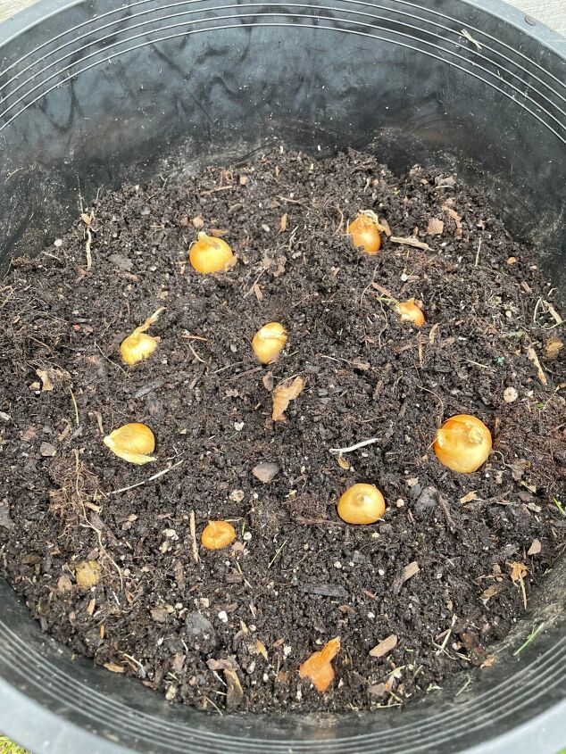 cultivo de cebollas en macetas