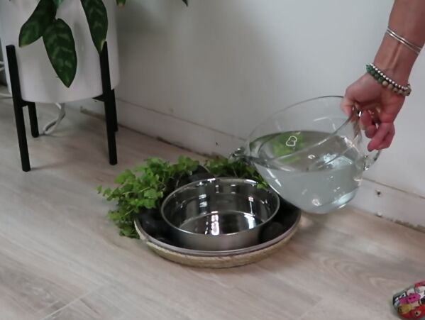 splash free dog bowl ideas