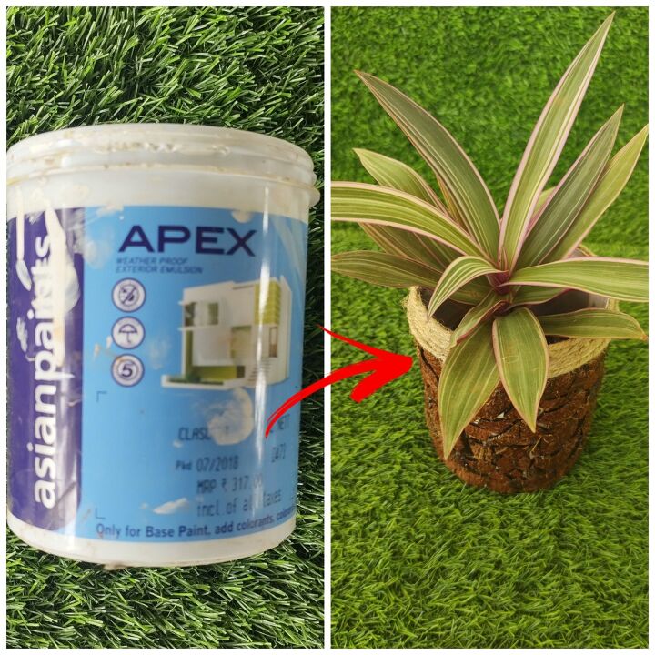 diy planter using coconut shells