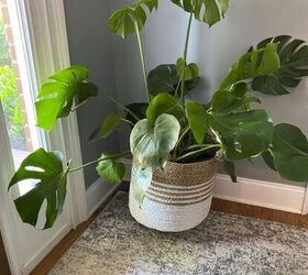 how to repot a monstera plant