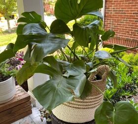 how to repot a monstera plant