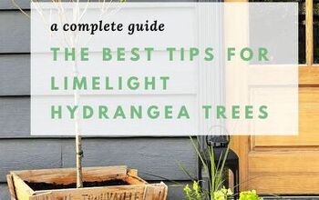 Los mejores consejos para las hortensias Limelight