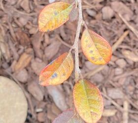 Help with loropetalum. Is it dying?