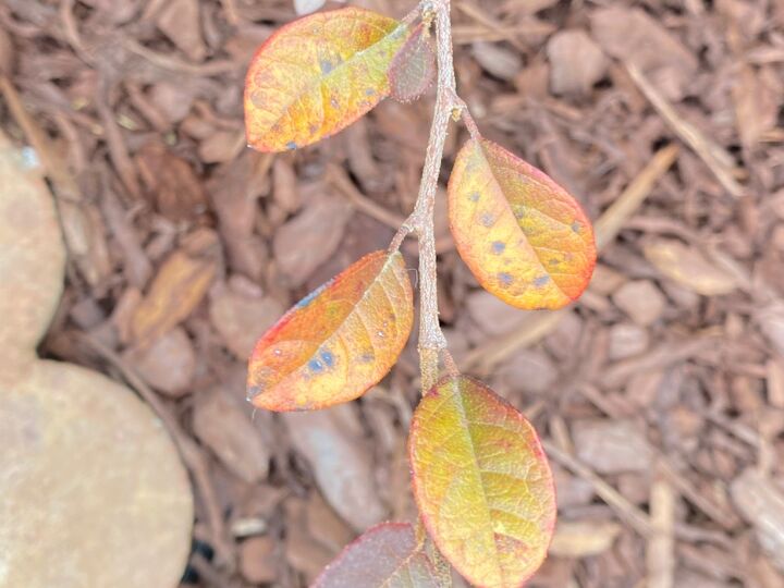 help with loropetalum is it dying