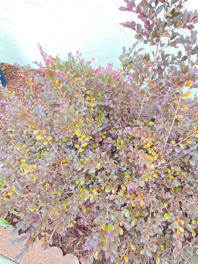 help with loropetalum is it dying