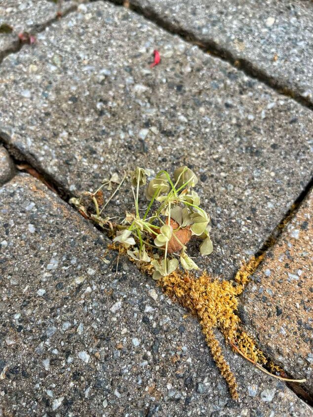 Homemade weed killer