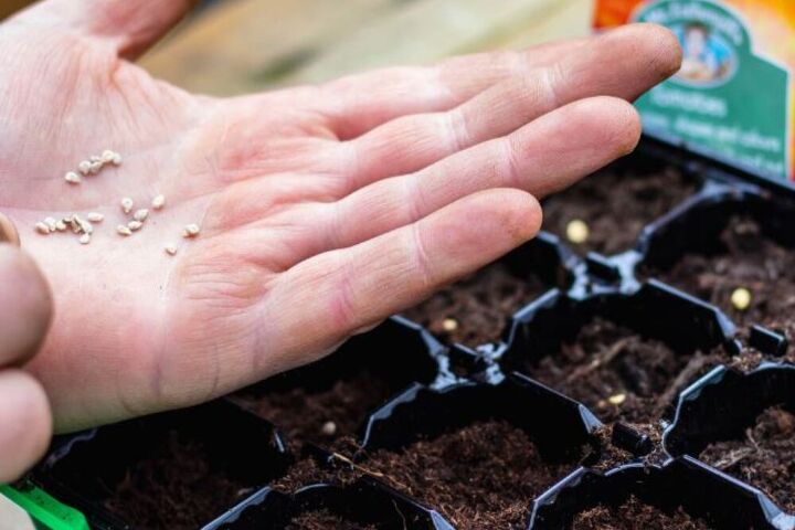 how to grow tomatoes from seeds in 6 easy steps