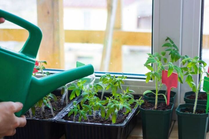 cmo cultivar tomates a partir de semillas en 6 sencillos pasos