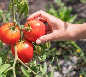 cmo cultivar tomates a partir de semillas en 6 sencillos pasos