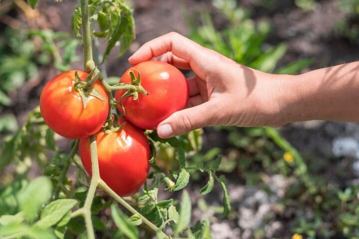 how to grow tomatoes from seeds in 6 easy steps