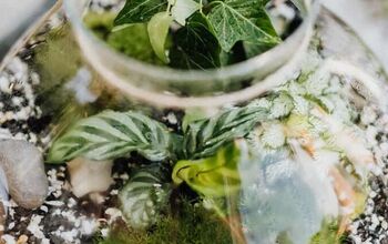 How to Make a Snail Terrarium