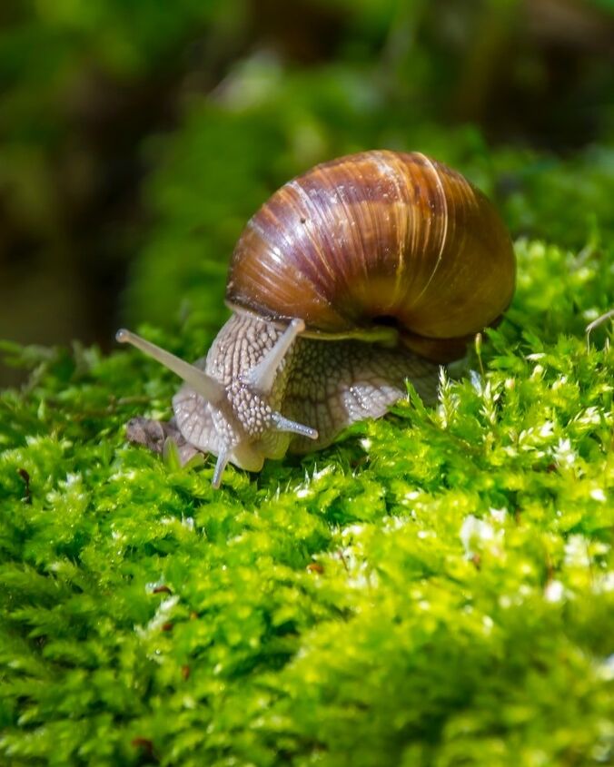 How to Make the perfect Snail Terrarium for your little pet | Hometalk
