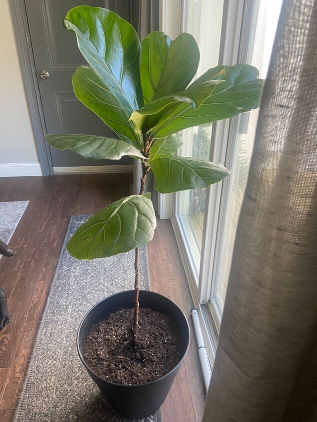 diy 0 plant fertilizer