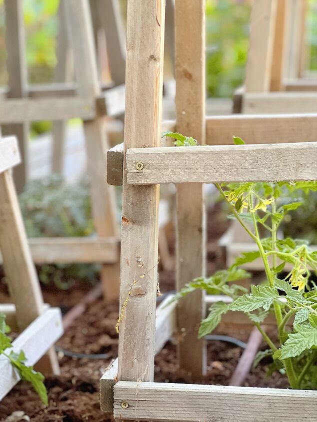 how to make tomato cages, How to Grow the Best Tomato Plants Ever