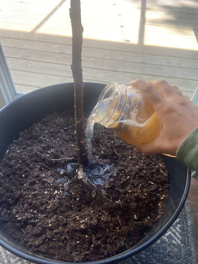 diy 0 plant fertilizer