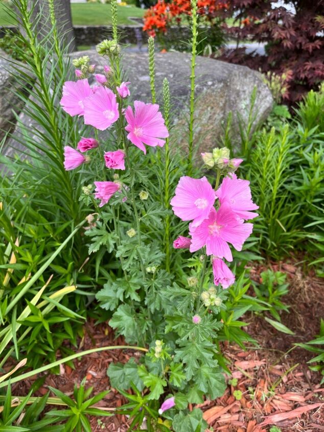 unfamiliar flowering plant