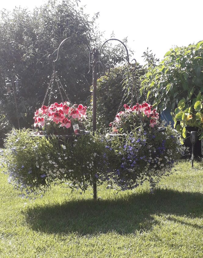 planting hanging baskets for our queens platinum jubilee