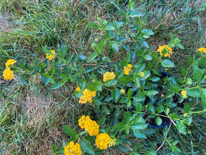 poisonous lantana