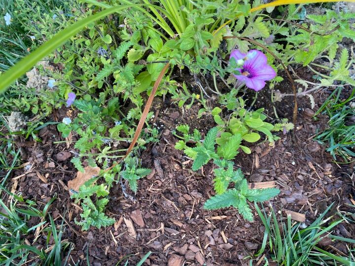 poisonous lantana