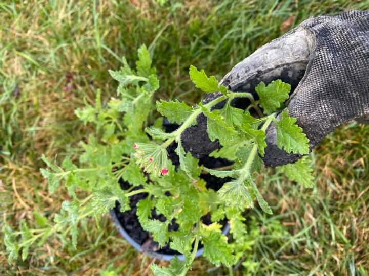 poisonous lantana