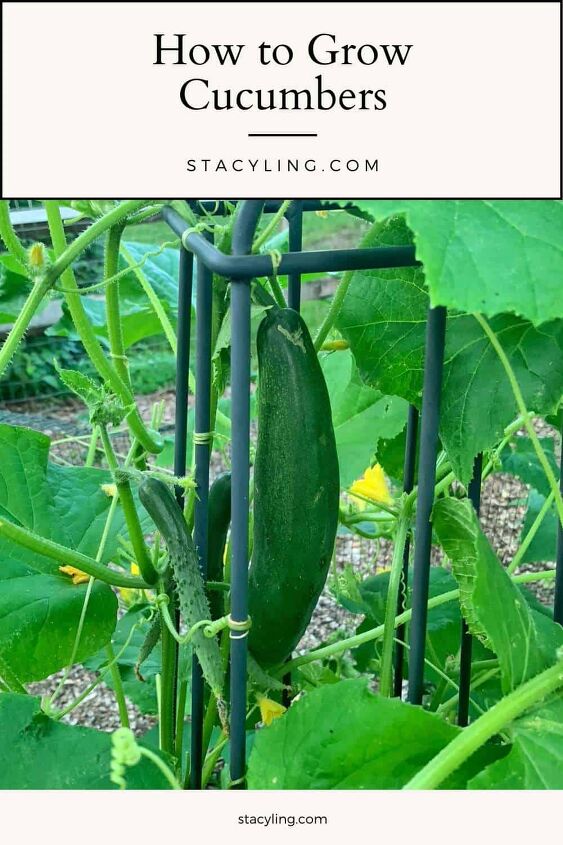 how to grow cucumbers in the vegetable garden