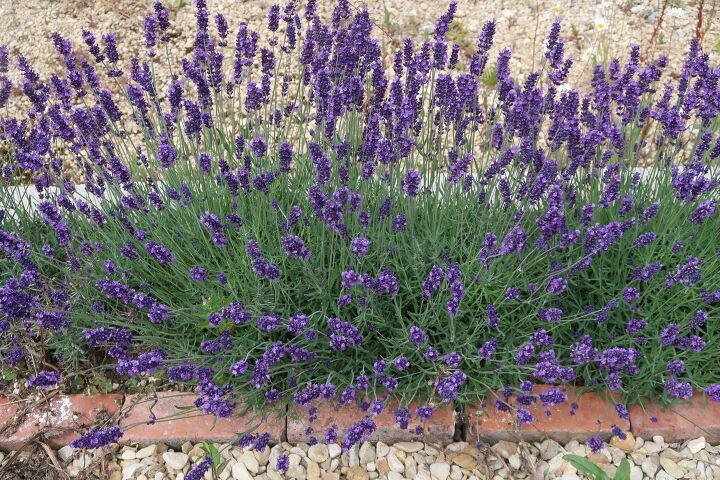 how to plant a beautiful lavender hedge in your garden