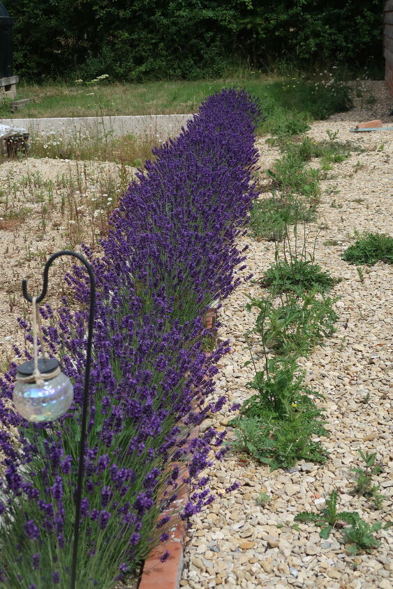 how to plant a beautiful lavender hedge in your garden