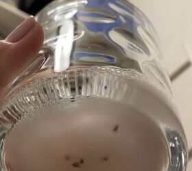 say goodbye to gnats and fruit flies