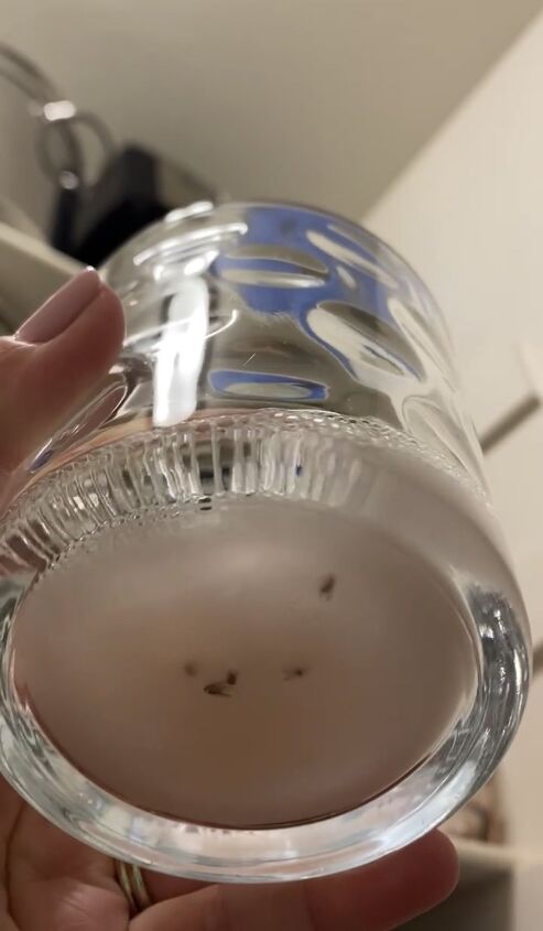 say goodbye to gnats and fruit flies