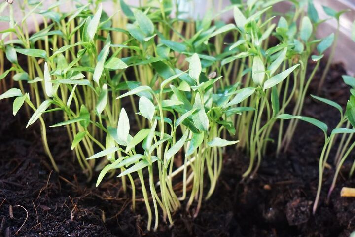 5 pasos para cultivar chiles verdes en casa