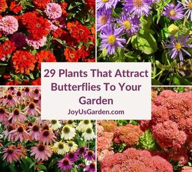 29 beautiful plants that attract butterflies to your garden