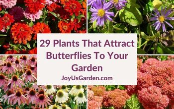 29 Beautiful Plants That Attract Butterflies To Your Garden
